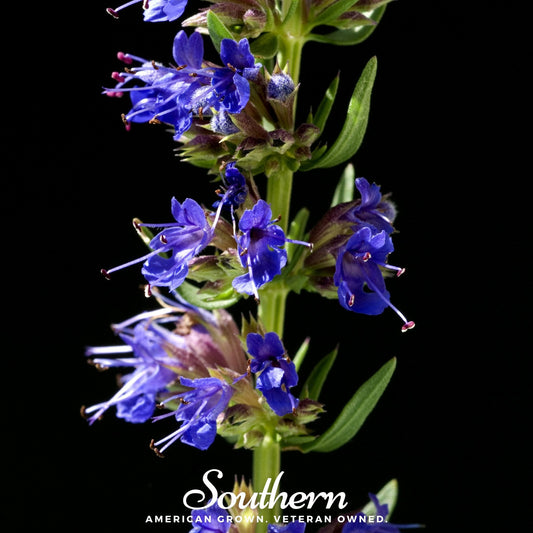 Blue Hyssop plant with green stems and blue flowers, 200 seeds from Southern Seeds for planting in gardens or landscapes.