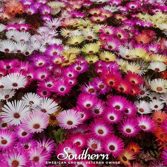 Ice Plant Mix with 200 seeds from Southern Seeds, showing vibrant succulent ice plants and seed packet for gardening.