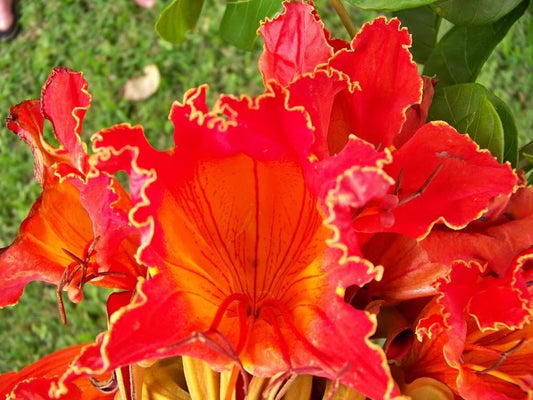 15 Red AFRICAN TULIP TREE (Fire Tree / Flame of the Forest / Fountain Tree) Spathodea Campanulata Seeds - Blessings Grow Meadows