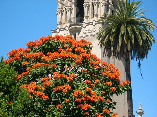15 Red AFRICAN TULIP TREE (Fire Tree / Flame of the Forest / Fountain Tree) Spathodea Campanulata Seeds - Blessings Grow Meadows