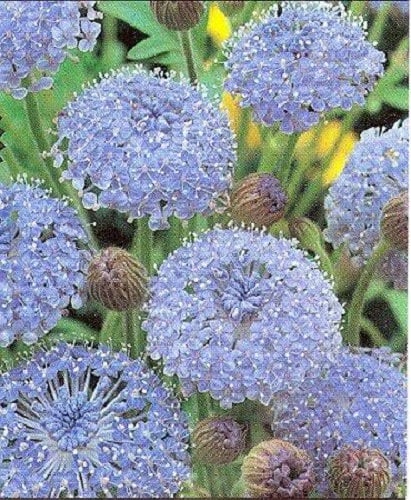 100 Organic BLUE LACE FLOWER aka Didiscus & Island Daisy Trachymene Coerulea Flower Seeds - Blessings Grow Meadows