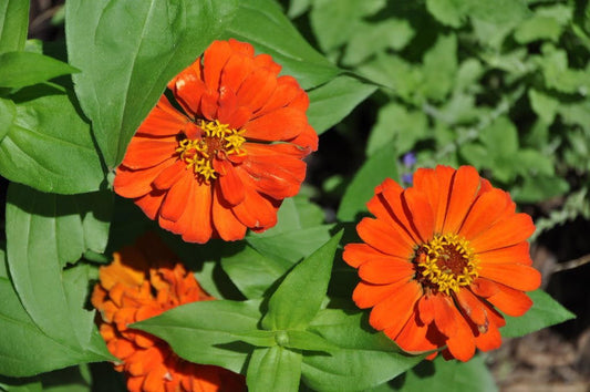 250 ORANGE CLASSIC ZINNIA Elegans (Narrow Leaf Zinnia / Creeping Zinnia) Flower Seeds