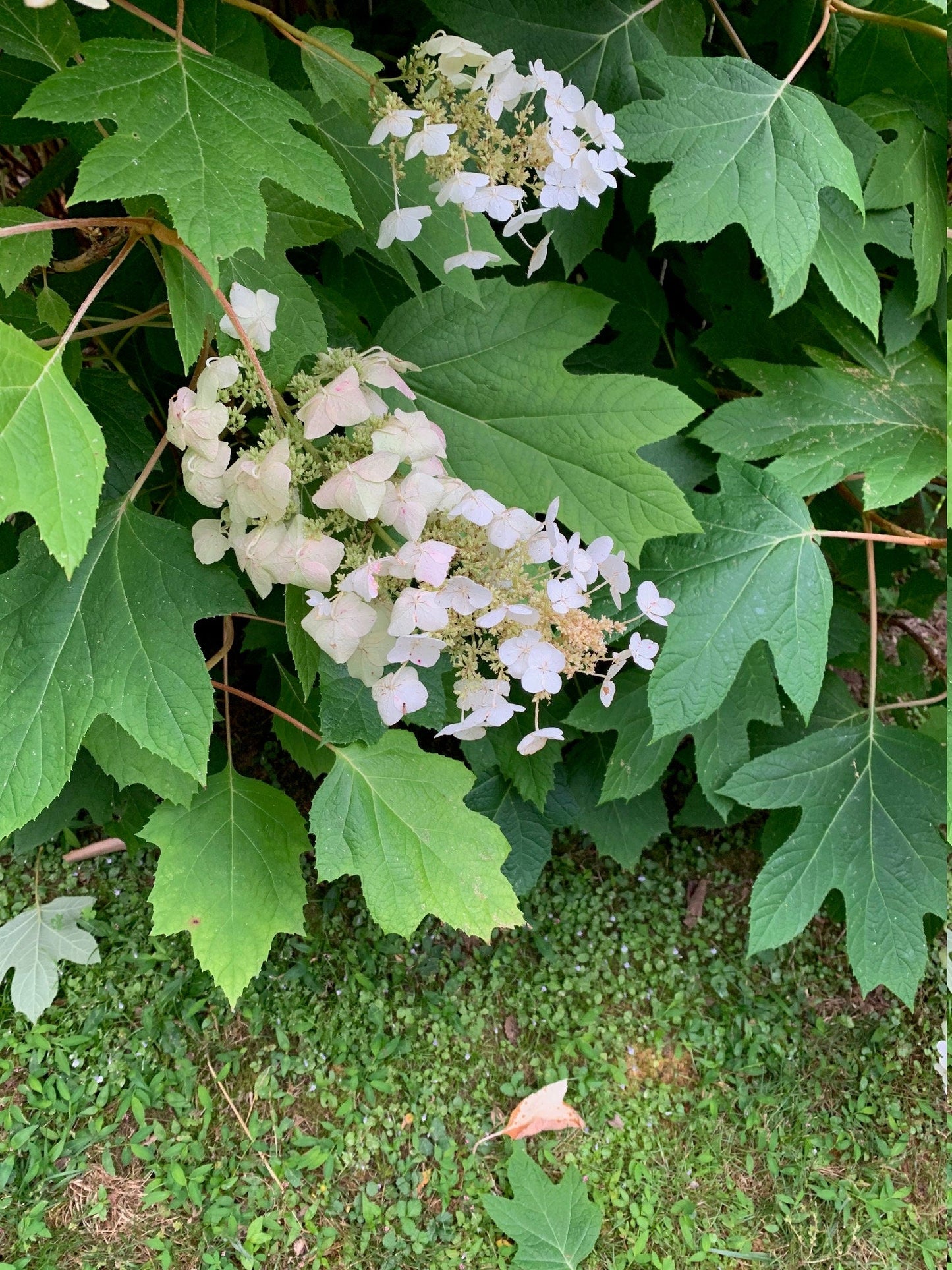 Oakleaf Hydrangea Seeds – Hydrangea quercifolia – Native Flowering Shrub – 100 Seeds – Zones 5–9