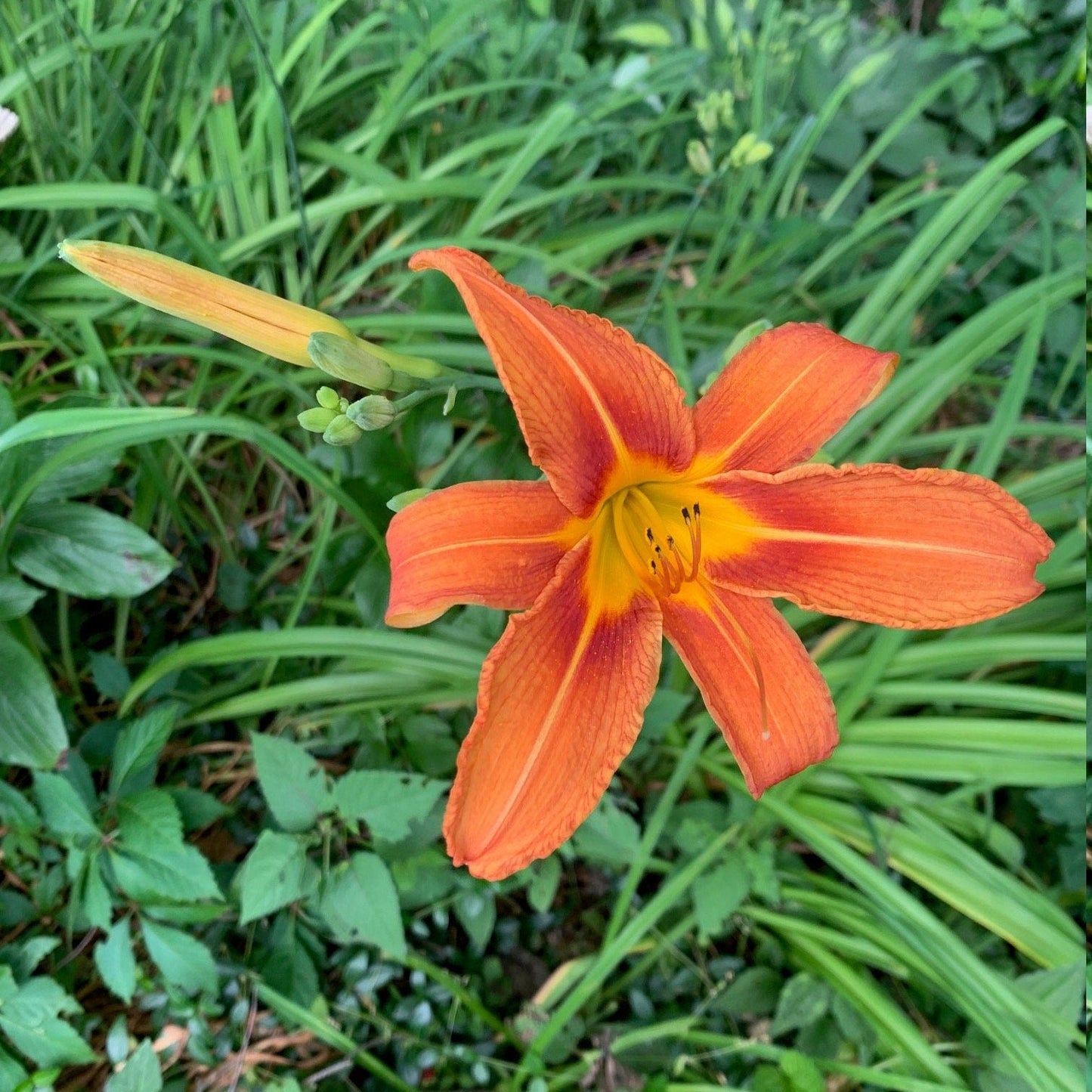 Orange Daylily - Easy Care Perennial, Showy Summer Blooms, Zones 3-9