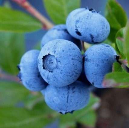 Chandler Blueberry - Blessings Grow Meadows