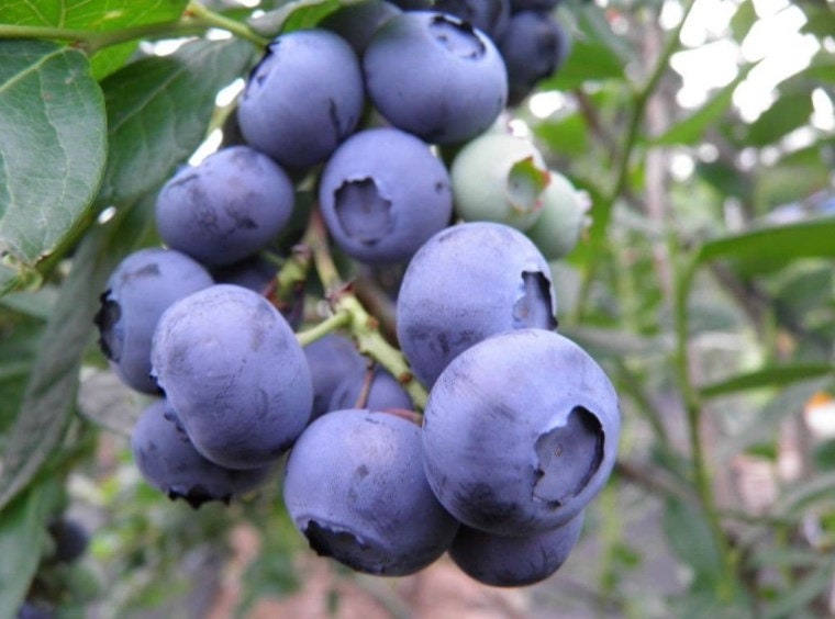 Chandler Blueberry - Blessings Grow Meadows