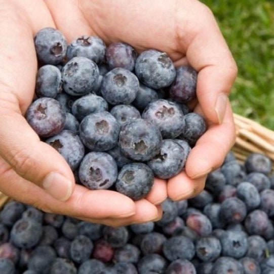 Chandler Blueberry - Blessings Grow Meadows