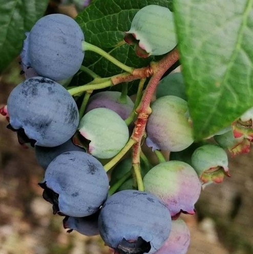 Chandler Blueberry - Blessings Grow Meadows