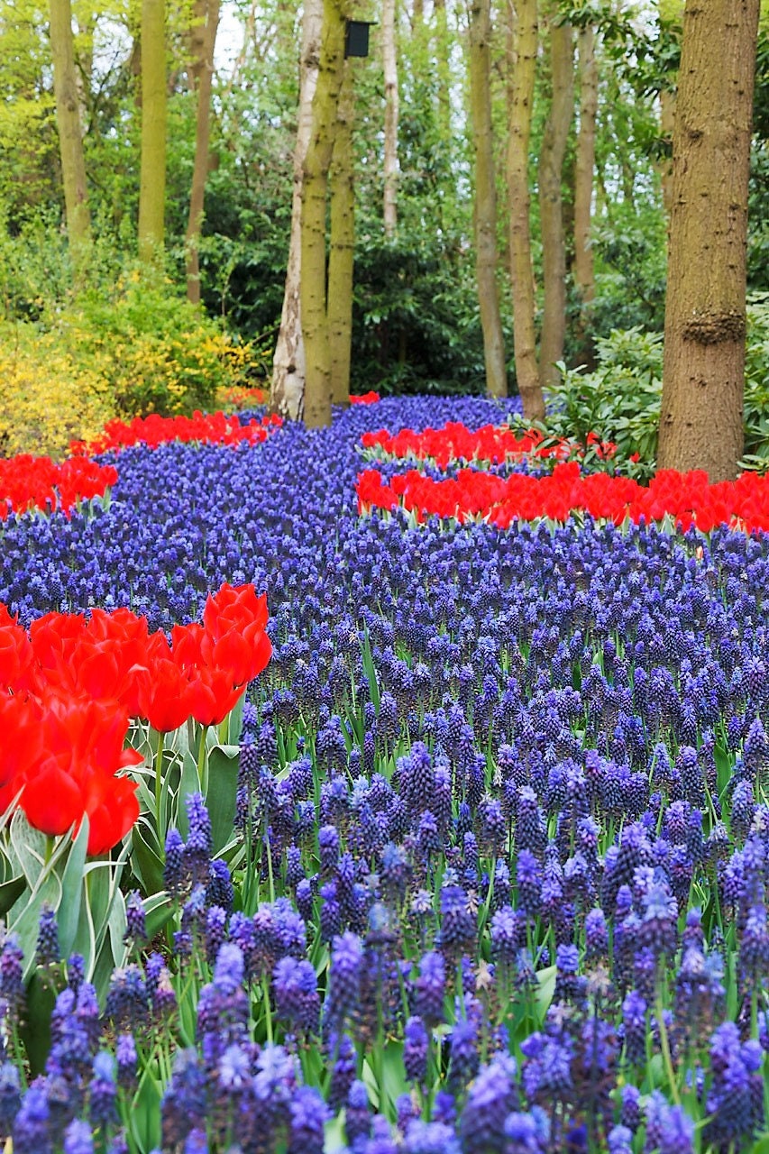 20 GRAPE HYACINTH Muscari Armeniacum Fragrant Blue Purple Ground Cover Flower Seeds - Blessings Grow Meadows