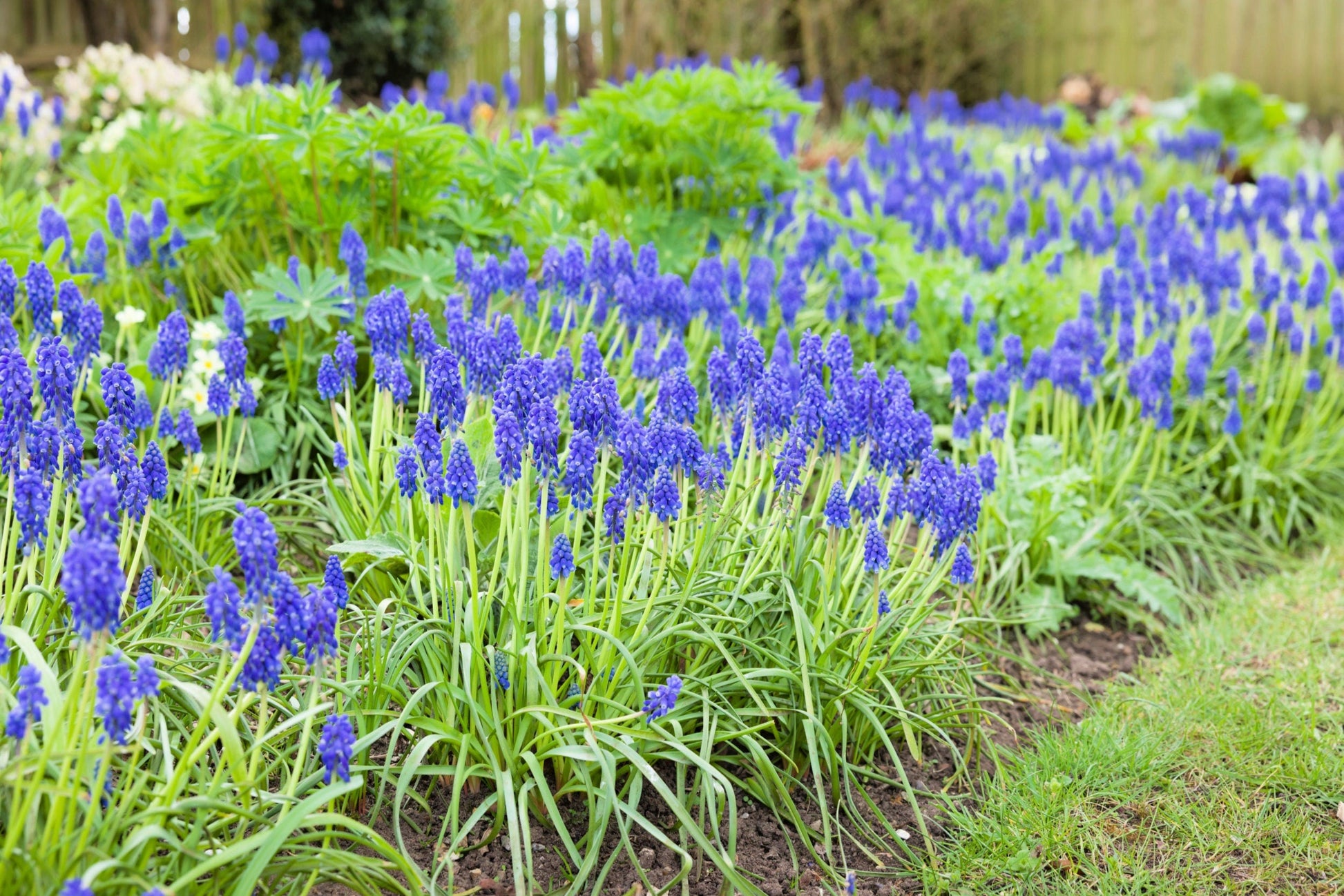 20 GRAPE HYACINTH Muscari Armeniacum Fragrant Blue Purple Ground Cover Flower Seeds - Blessings Grow Meadows