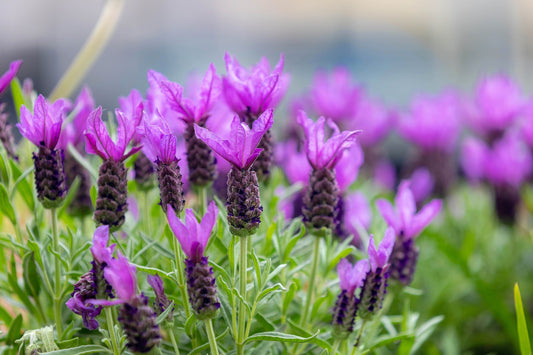 100 FRENCH LAVENDER aka Butterfly Lavender, Spanish, Topped Lavandula Stoechas Fragrant Blue Purple Flower Herb Seeds