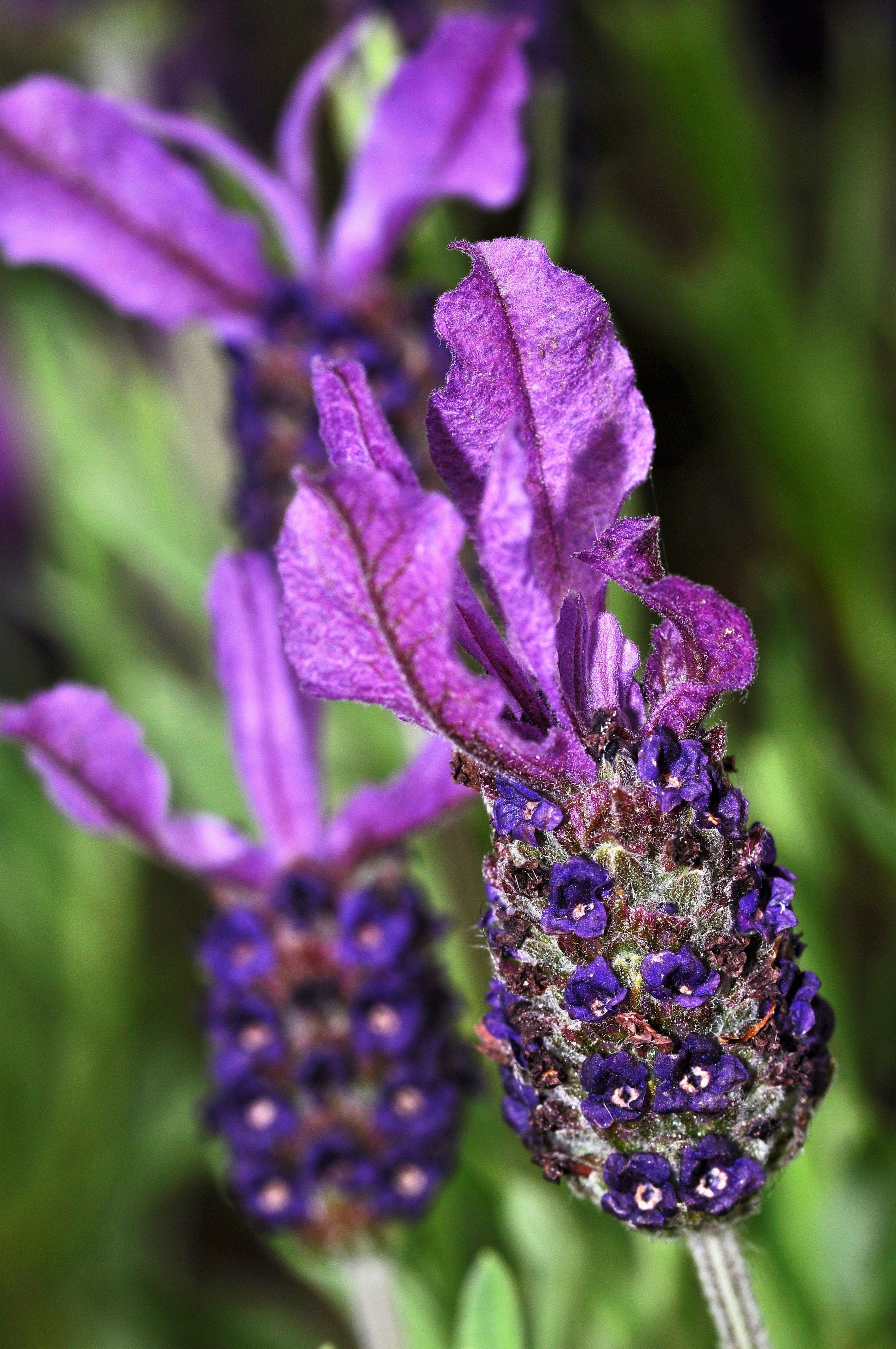 100 FRENCH LAVENDER aka Butterfly Lavender, Spanish, Topped Lavandula Stoechas Fragrant Blue Purple Flower Herb Seeds - Blessings Grow Meadows