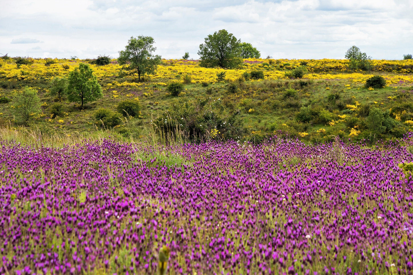 100 FRENCH LAVENDER aka Butterfly Lavender, Spanish, Topped Lavandula Stoechas Fragrant Blue Purple Flower Herb Seeds - Blessings Grow Meadows