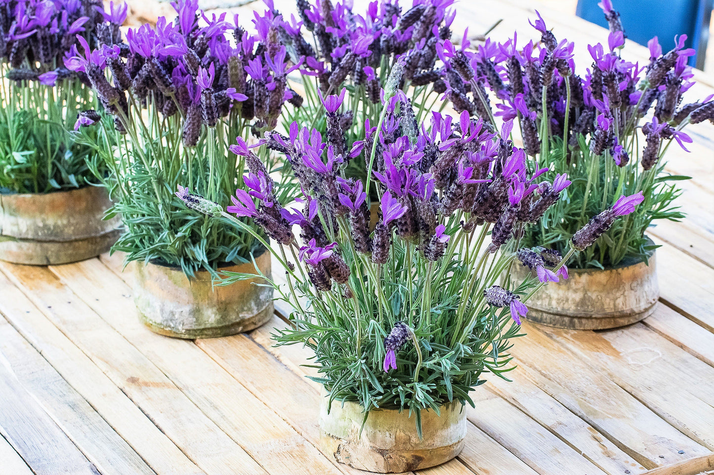 100 FRENCH LAVENDER aka Butterfly Lavender, Spanish, Topped Lavandula Stoechas Fragrant Blue Purple Flower Herb Seeds - Blessings Grow Meadows