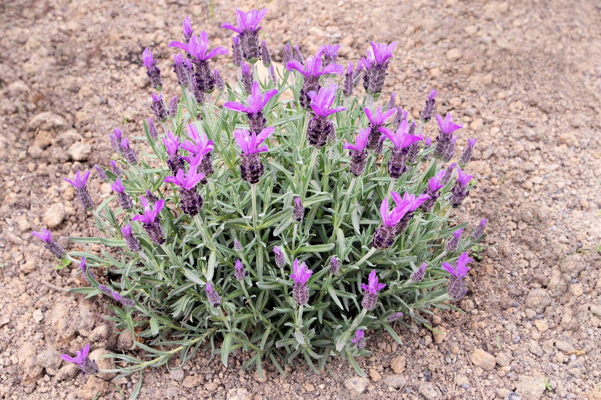 100 FRENCH LAVENDER aka Butterfly Lavender, Spanish, Topped Lavandula Stoechas Fragrant Blue Purple Flower Herb Seeds - Blessings Grow Meadows