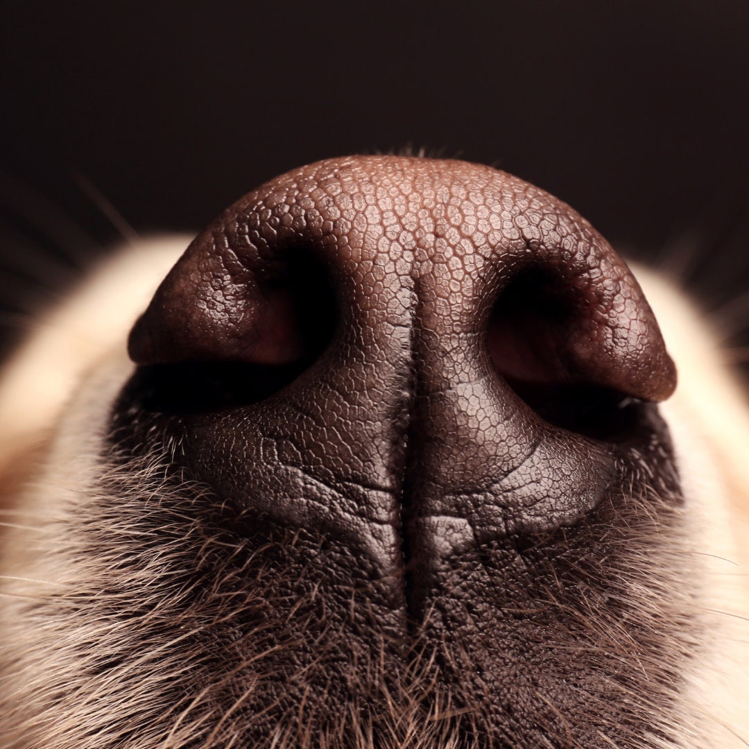 Paw & Nose Balm - Blessings Grow Meadows