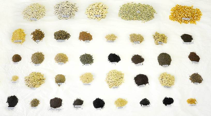 Heaven's Harvest heirloom vegetable seed kit featuring a variety of colorful seeds in small packets on a wooden surface.