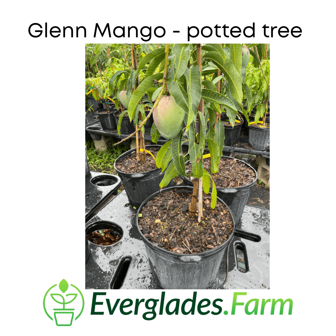 Glenn Mango Tree, Grafted - Blessings Grow Meadows