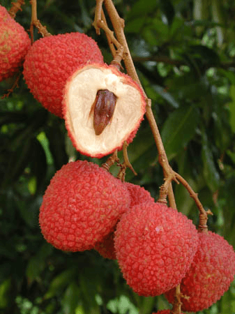 Everglades Farm SweetHeart Lychee Tree, a healthy fruit tree with lush green leaves and developing lychee fruit clusters.