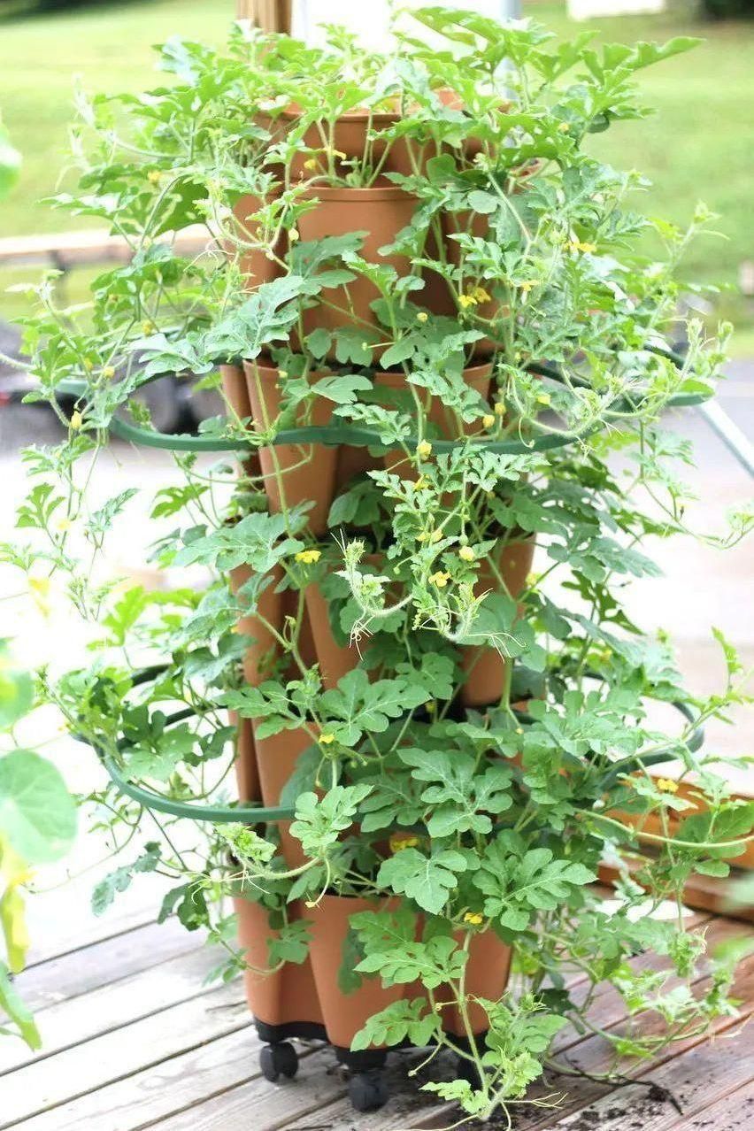 GreenStalk Garden Plant Support (Set of 3) - Blessings Grow Meadows