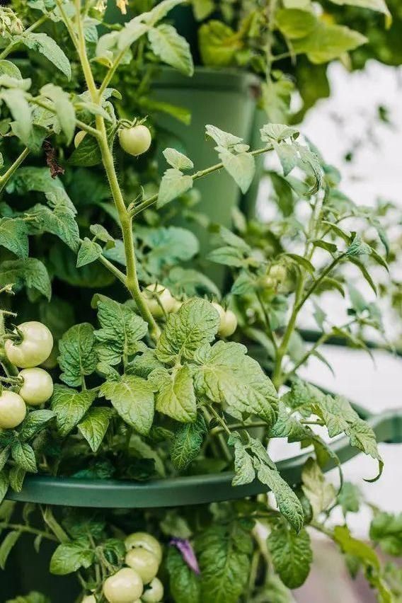 GreenStalk Garden Plant Support (Set of 3) - Blessings Grow Meadows