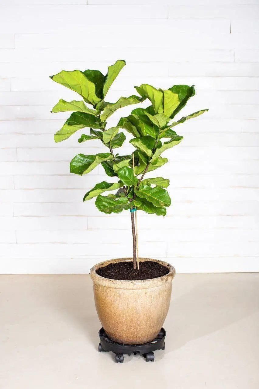 GreenStalk Garden Ultimate Spinner With Wheel Kit - Blessings Grow Meadows