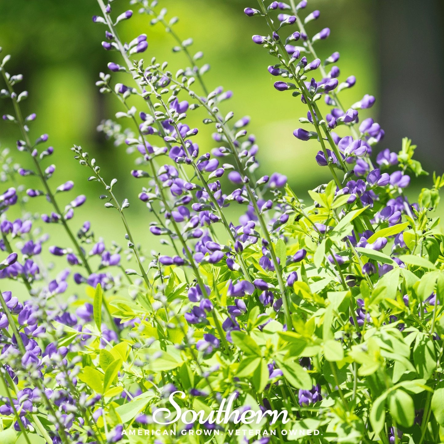 Wild Blue Indigo Baptisia australis seeds from Southern Seeds, showing 35 blue-blooming seed packets for planting.