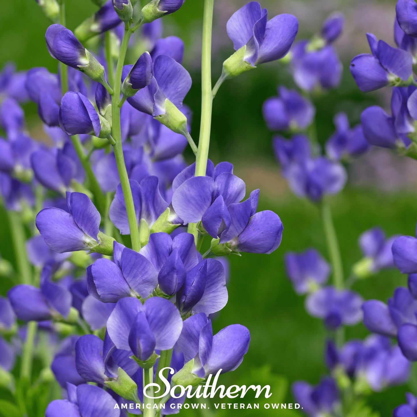 Wild Blue Indigo Baptisia Australis seeds from Southern Seeds, showing blue wildflower seeds arranged on a white background.