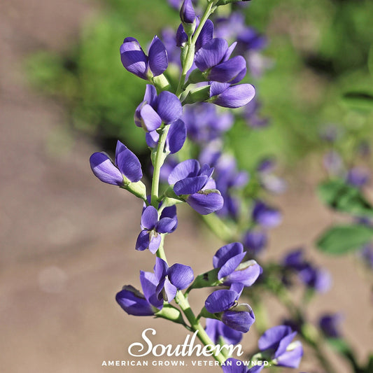 Wild Blue Indigo Baptisia australis seeds from Southern Seeds, showing 35 blue seed pods and fresh seed collection.