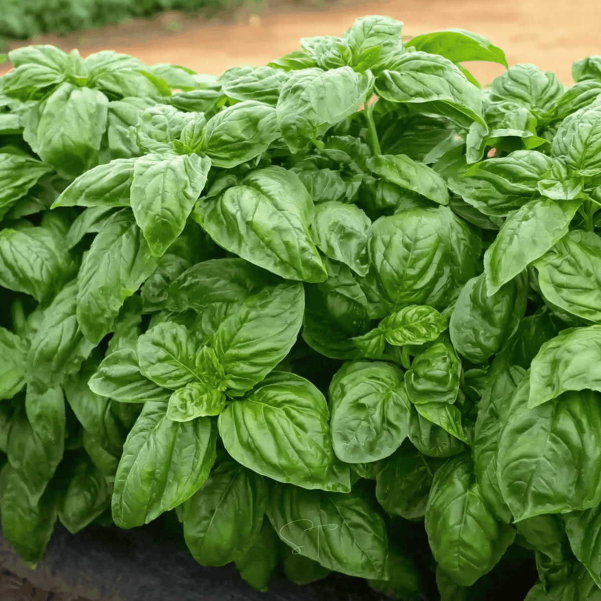Packet of Southern Seeds Italian Large Leaf Basil seeds, showing vibrant green basil leaves on the seed packet.