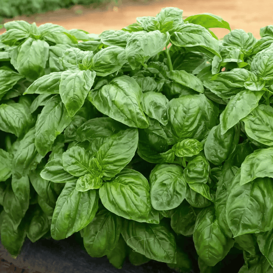 Packet of Southern Seeds Italian Large Leaf Basil seeds, showing vibrant green basil leaves on the seed packet.