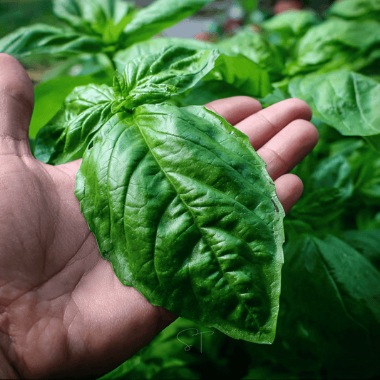 Packet of Southern Seeds Italian Large Leaf Basil seeds showing a vibrant green basil plant leaf on the label.