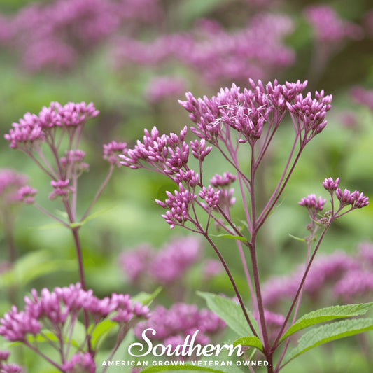 Sweet Joe Pye Weed plant with tall clusters of pinkish flowers, 100 seeds from Southern Seeds.
