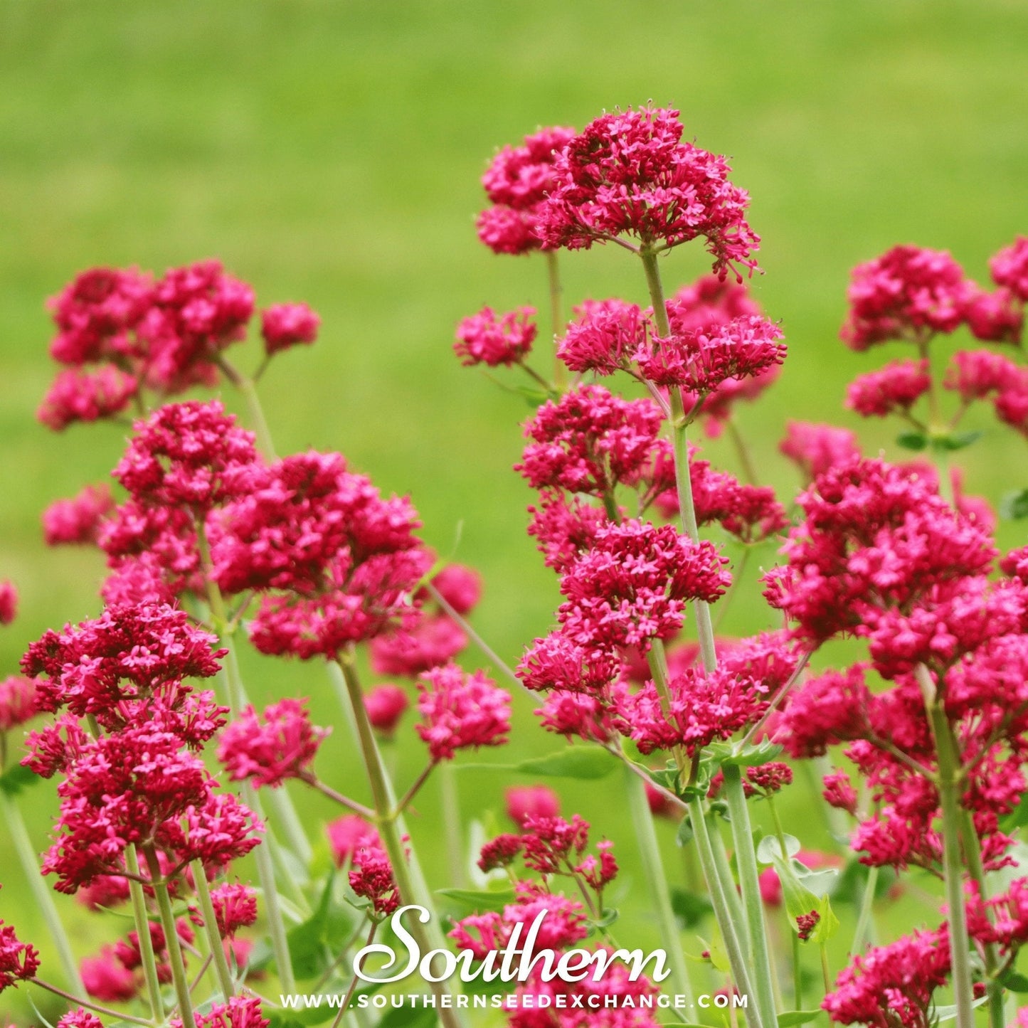 Red Valerian Jupiter’s Beard seeds from Southern Seeds, showing vibrant red flower clusters and green foliage.
