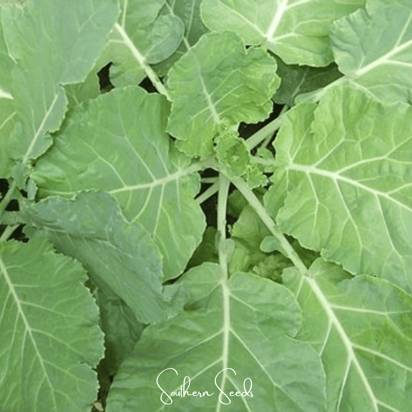 Premier Kale seeds from Southern Seeds, showing fresh green kale leaves and seed packet for home gardening.