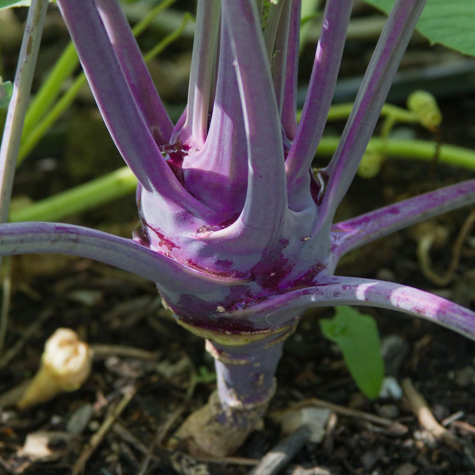 Purple Vienna Kohlrabi - Blessings Grow Meadows