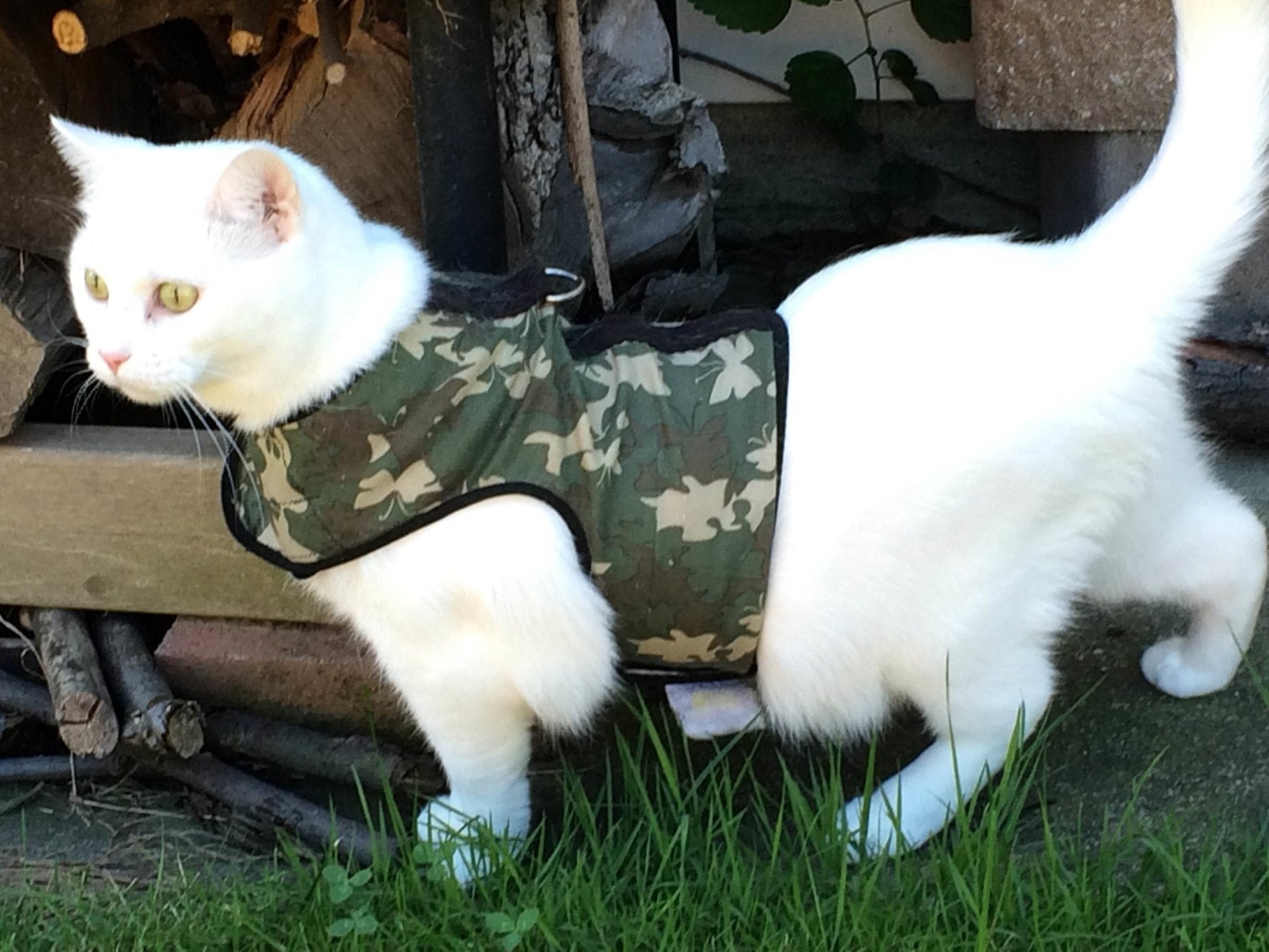 Cute kitten wearing Crazy K Farm Pet and Poultry Kitty Holster cat harness made in USA, showing adjustable straps and secure fit.