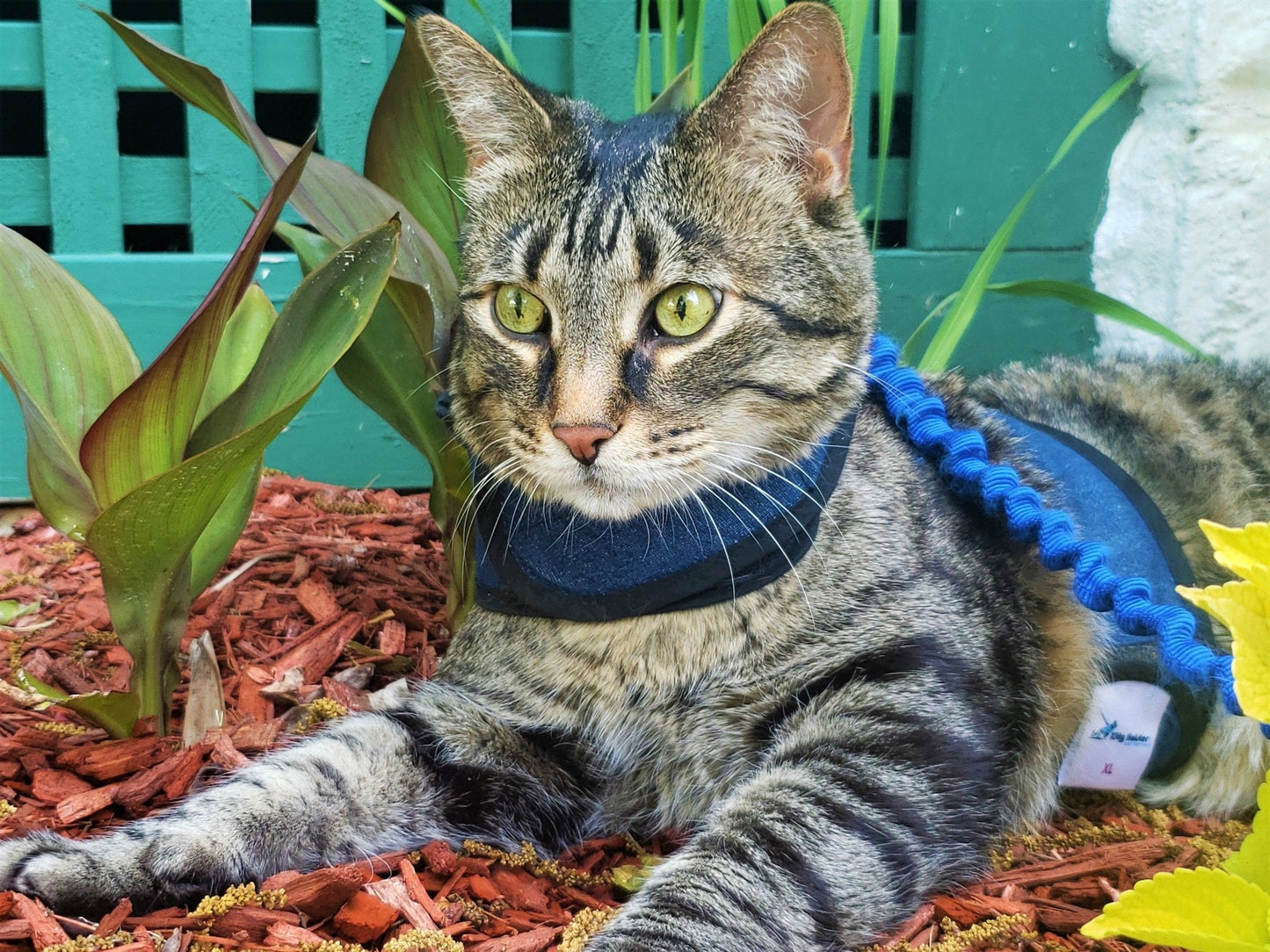 Kitty Holster Cat Harness (Made in USA) - Blessings Grow Meadows