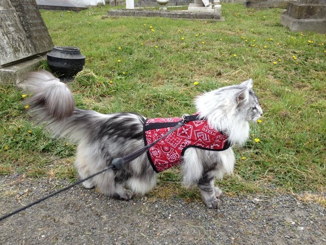 Kitty Holster Cat Harness (Made in USA) - Blessings Grow Meadows