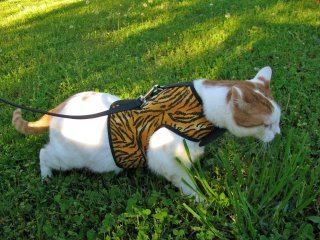 Kitty Holster Cat Harness (Made in USA) - Blessings Grow Meadows