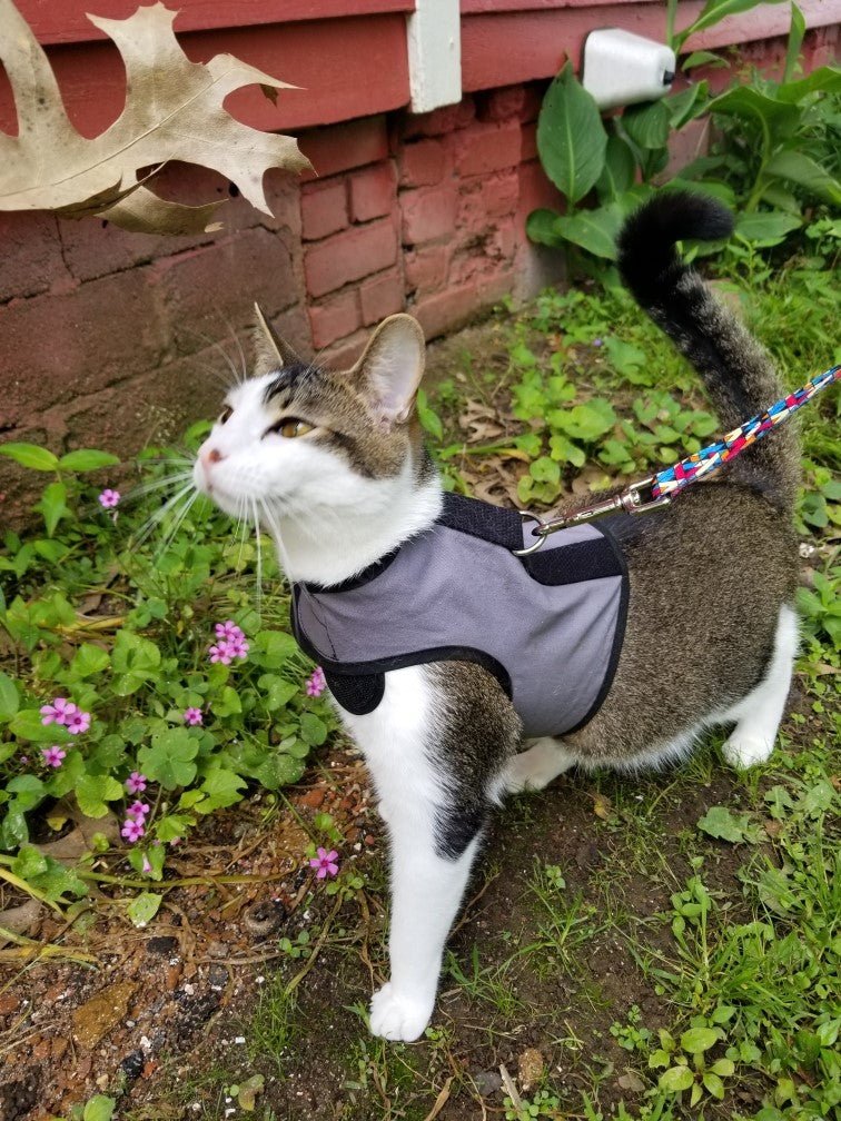 Pink Kitty Holster Cat Harness by Crazy K Farm Pet and Poultry, made in the USA, shown on a small cat.