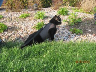 Kitty Holster Cat Harness (Made in USA) - Blessings Grow Meadows