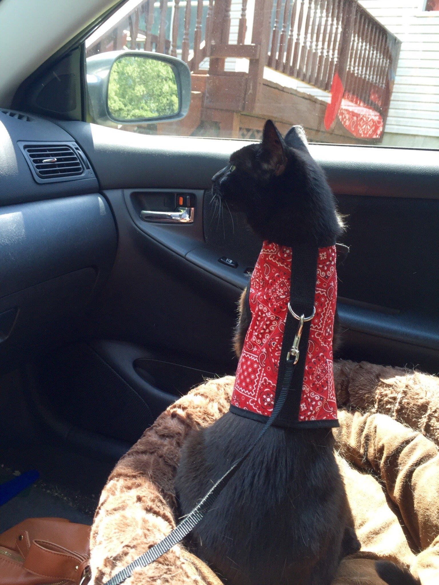 Kitty Holster Cat Harness (Made in USA) - Blessings Grow Meadows