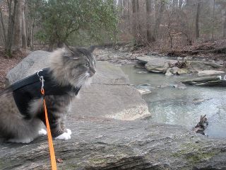 Kitty Holster Cat Harness (Made in USA) - Blessings Grow Meadows