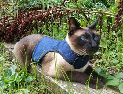Kitty Holster Cat Harness (Made in USA) - Blessings Grow Meadows