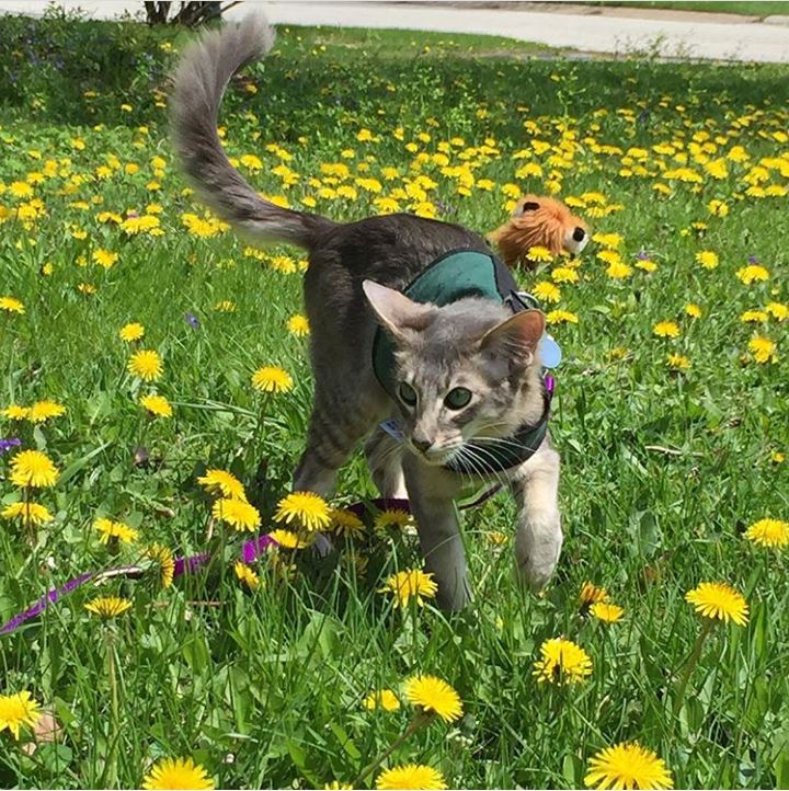 Kitty Holster Cat Harness (Made in USA) - Blessings Grow Meadows