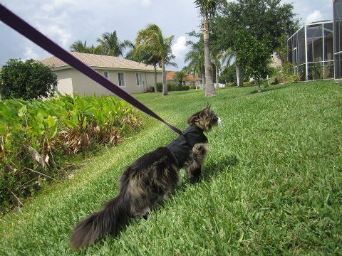 Kitty Holster Cat Harness (Made in USA) - Blessings Grow Meadows