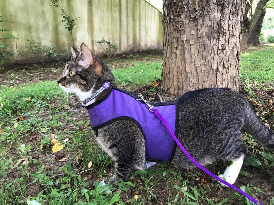 Kitty Holster Cat Harness (Made in USA) - Blessings Grow Meadows