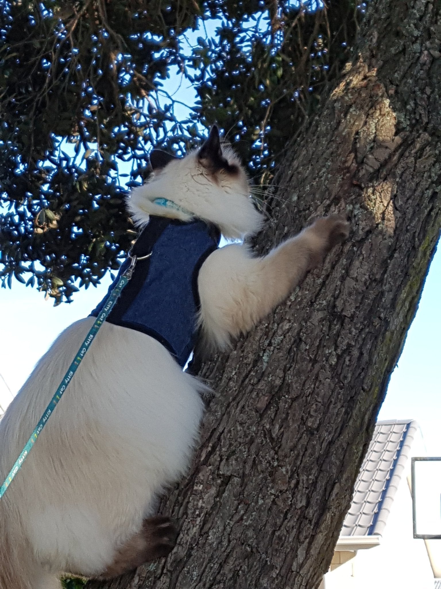 Kitty Holster Cat Harness (Made in USA) - Blessings Grow Meadows