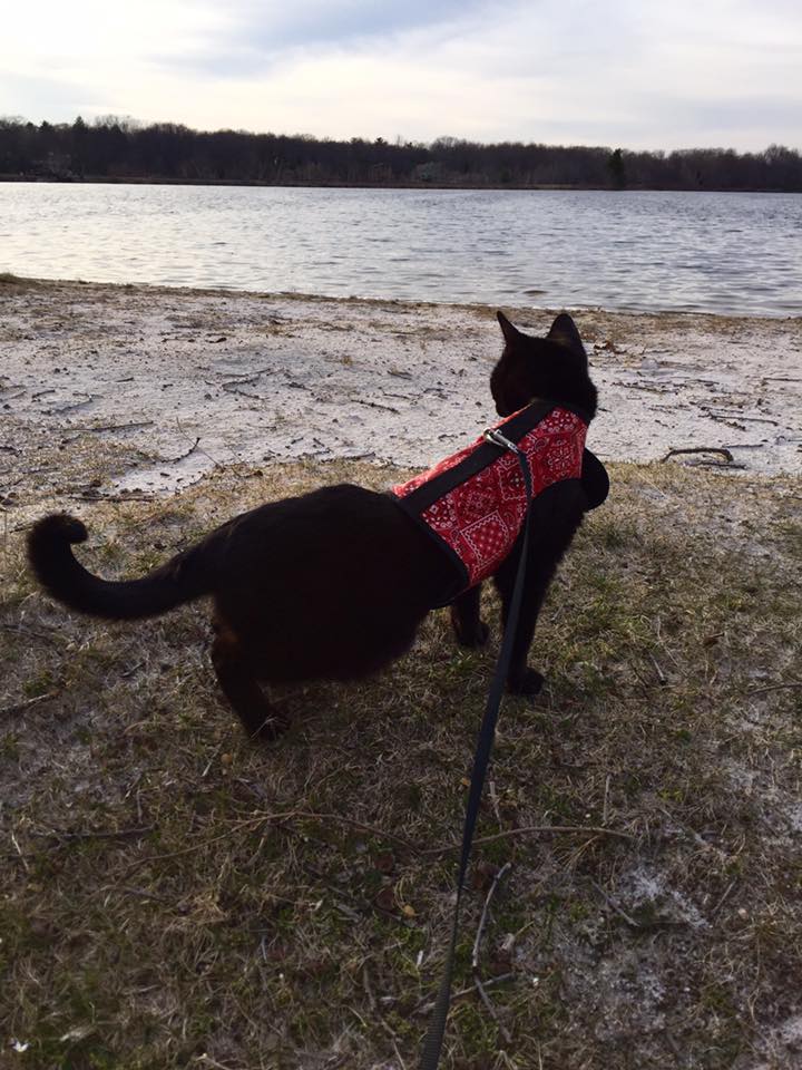 Cute cat wearing Crazy K Farm Pet and Poultry Kitty Holster cat harness, made in the USA, with adjustable straps and secure fit.